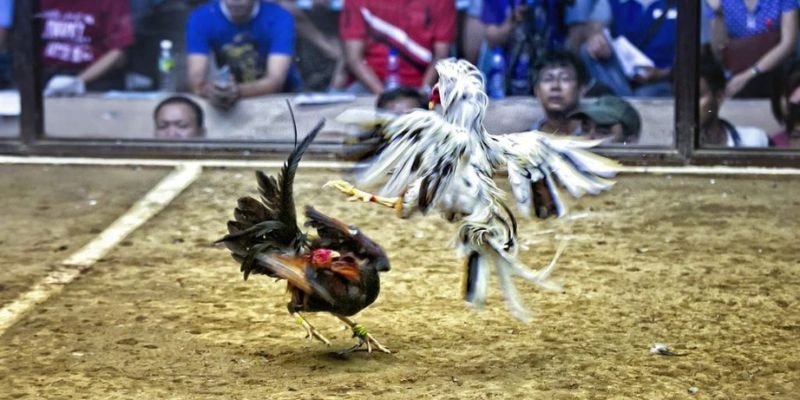 95win xổ số miền bắc hôm quả