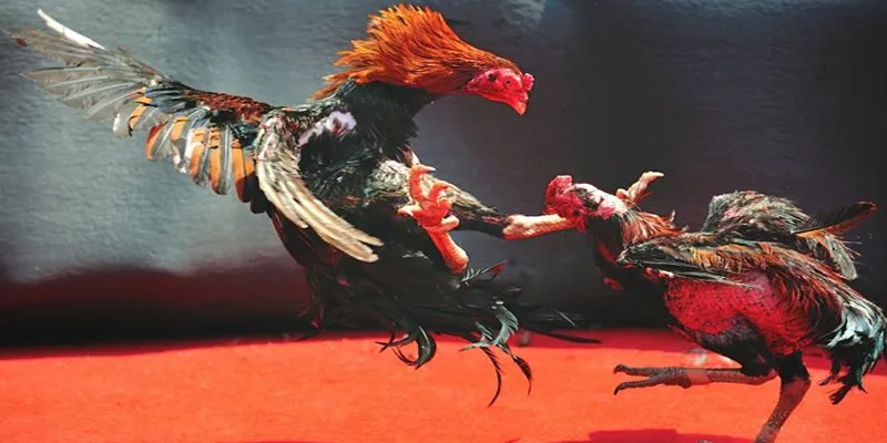 95win c1 gà chọi
