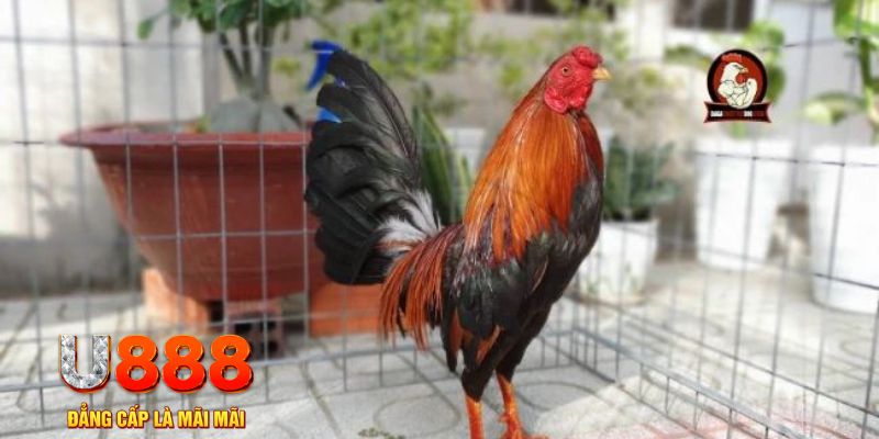 95win game máy bay nổ hũ