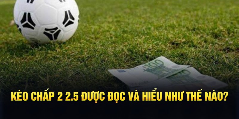 95win đá gà thomo